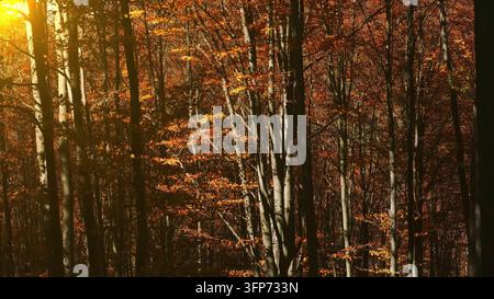 Die Blätter fallen im hellen Herbstwald, sonniger Tag Stockfoto