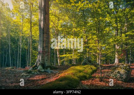 Das Sonnenlicht dringt durch einen Buchenwald und beleuchtet Baumstämme und moosbewachsene Felsen auf dem Monte Amiata nahe Abbadia San Salvatore in der Toskana, Italien. Stockfoto