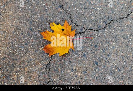 Goldgelbes Herbst-Ahornblatt auf einer rissigen Asphaltstraßenoberfläche Stockfoto