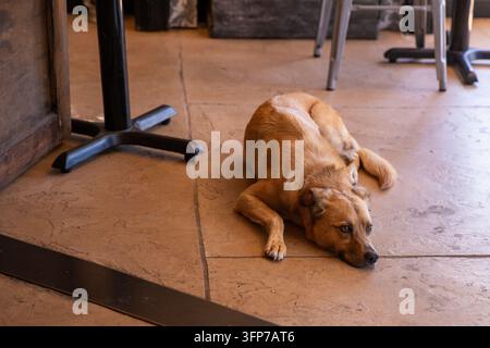 Ein entspannter hellbrauner Hund liegt auf einem strukturierten Betonboden in einem Café oder Restaurant-Patio. Stockfoto