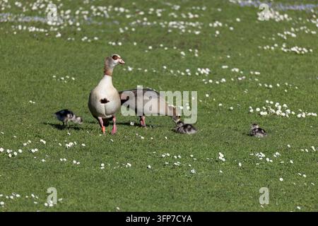 Ägyptische Gänse mit Gänschen auf einem grünen Feld, das mit weißen Blumen unter der Sonne übersät ist Stockfoto