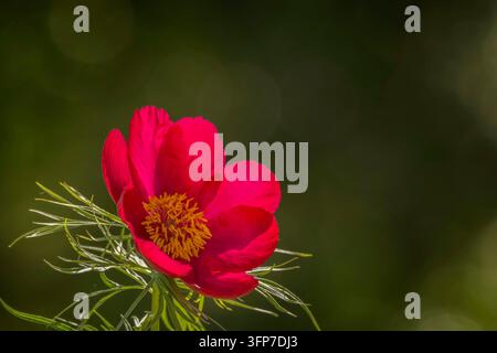 Paeonia, Paeoniaceae, Paeonia tenuifolia, krautige Art, Farnblatt-Pfingstrose Stockfoto