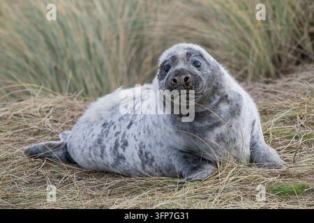 Atlantik-Grauer Robben, Halichoerus grypus, junger Welpe – abgesetzter Welpe, der mit einem Monat alt im Sandhügel häutet Stockfoto