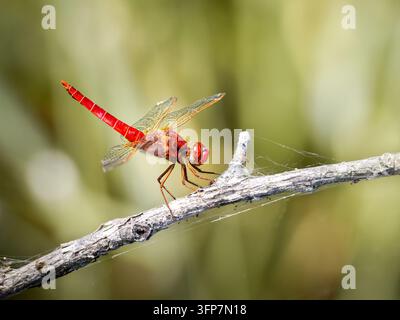 Rotgeaderter Smaragdlibellen (Crocothemis erythraea) sitzt auf einem Ast in Saint-Michel-en-Brenne. Stockfoto