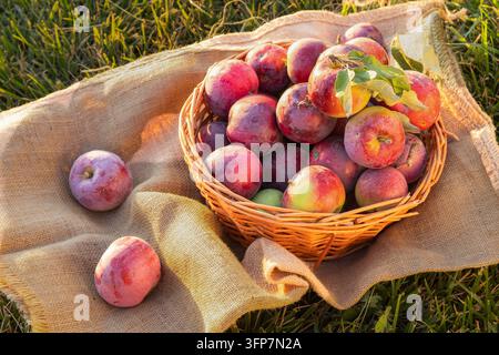 Reife rote Äpfel in einem Weidenkorb auf Sackleinen im Freien Stockfoto