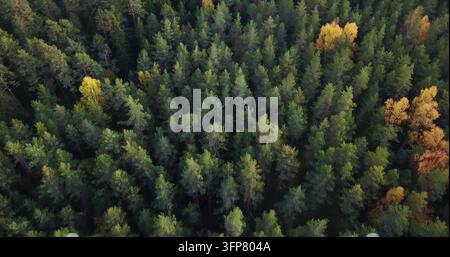 Luftaufnahme eines dichten Waldes mit einer Mischung aus immergrünen Kiefern und Laubbäumen, die Herbstfarben in Gelb und Gold in Lettland zeigen. Stockfoto