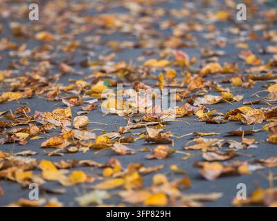 Natürlicher Teppich aus hellgelben abgefallenen Blättern auf nassem Asphaltgepflaster. Horizontaler Herbsthintergrund, der städtische Umgebung, Straßenreinigung und saisonalen Wandel darstellt Stockfoto