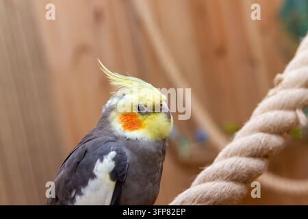Seitenansichtporträt eines grauen Kakadus mit gelbem Schopf Stockfoto