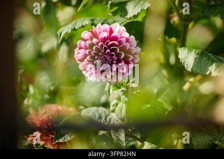 Nahaufnahme eines Gartens mit einer leuchtend rosa und tiefvioletten Dahlie in voller Blüte, umgeben von grünen Blättern und Stängeln. Die geringe Tiefenschärfe ist Stockfoto
