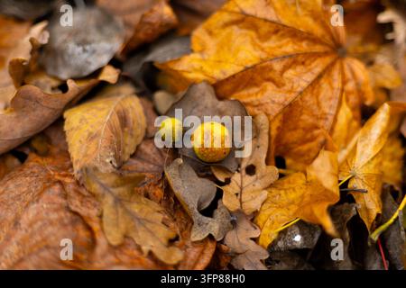 Eichenapfel oder Eichenknösel auf drei gefallenen trockenen Blättern, gefunden in einem Wald im Frühling, Bauminfektion, Nahaufnahme. Hochwertiges Foto Stockfoto
