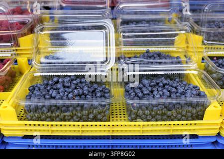 Blaubeeren sind zum Verkauf in klaren Plastikbehältern bereit, gestapelt auf gelben und blauen Kisten, und bieten eine gesunde und frische Produktoption auf einem Markt Stockfoto