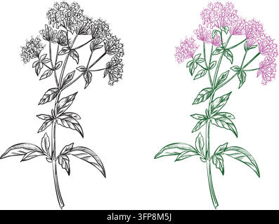 Orangofarbener und schwarzer Linienkunst-Satz. Ganz blühende Pflanze mit Blättern und Blüten. Handgezeichnete Majoran-Grafikillustration. Handgezeichnete Tintenskizze Stock Vektor