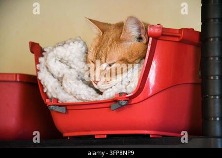 Eine orangefarbene getigerte Katze schläft in einem roten Plastikkorb mit einer weißen Strickdecke. Stockfoto