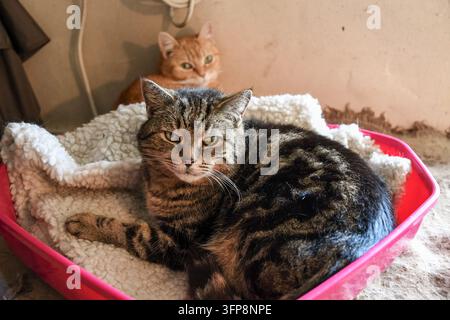 Zwei Hauskatzen ruhen in einem rosa Haustierbett mit einer weißen Fleecedecke im Innenraum. Stockfoto