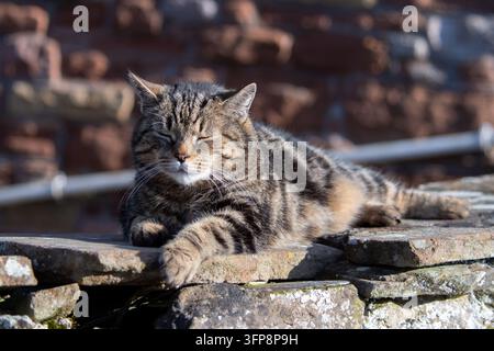 Tabby-Katze ruht auf einer Steinfläche in Cumbria mit geschlossenen Augen im Sonnenlicht. Stockfoto
