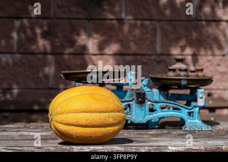 Reifer gelber Melone auf Tisch mit Vintage-Mechanikwaage. Frischer Melone mit strukturierter Schale liegt auf rustikalem Holzschreibtisch. Alte blaue Waage mit Eisengewicht Stockfoto