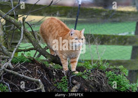 Eine rote Katze steht auf einer Baumwurzel im Freien in Cumbria. Stockfoto