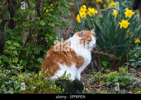 Ingwer- und weiße Hauskatze sitzt in einem Garten mit gelben Narzissen in Cumbria Stockfoto