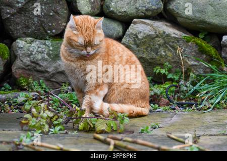Orangenfarbener Tabby-Kater sitzt auf einer Steinterrasse vor einer Trockenmauer in Cumbria. Stockfoto