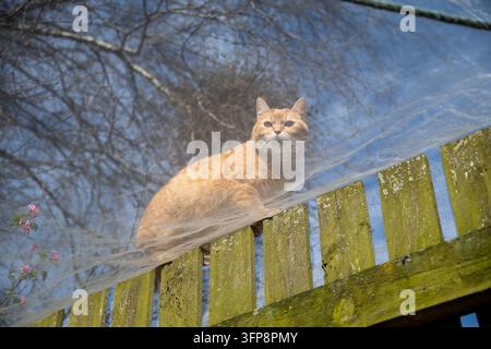 Eine rote Katze sitzt auf einem verwitterten Holzzaun in Cumbria unter einem klaren Himmel. Stockfoto