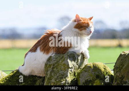 Orange-weiße Katze ruht auf einer moosbewachsenen Steinmauer in der Landschaft von Cumbria. Stockfoto