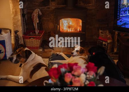 Drei Hunde unterschiedlicher Rassen entspannen sich vor einem beleuchteten Kamin drinnen in Cumbria. Stockfoto