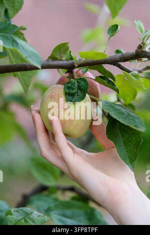 Nahaufnahme einer Mädchenhand, die einen Apfel von einem Baum in einem Obstgarten pflückt Stockfoto