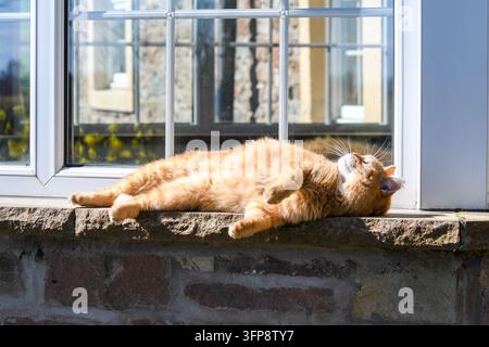 Ingwerkatze liegt auf einer steinernen Fensterbank und sonnt sich in Cumbria. Stockfoto