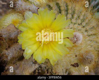 Nahaufnahme einer leuchtend gelben Kaktusblüte (Parodia) in voller Blüte Stockfoto