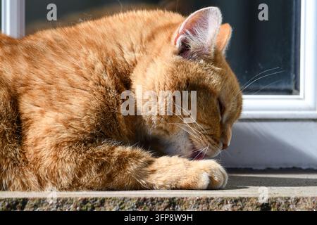 Ingwerfarbene Hauskatze ruht draußen auf Stein neben einem Fenster in Cumbria. Stockfoto