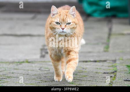 Orangfarbene Hauskatze geht auf Steinpflaster in Cumbria. Stockfoto