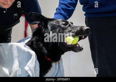 Deutscher Schäferhund hält einen gelben Tennisball im Maul in Cumbria. Stockfoto