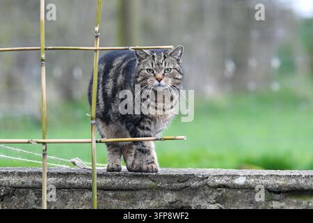 Tabby-Katze geht auf einer Steinmauer in Cumbria mit grünem Hintergrund. Stockfoto