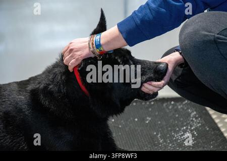 Schwarzer Deutscher Schäferhund mit rotem Halsband interagiert mit einer Person in Blau und Grau in Cumbria. Stockfoto
