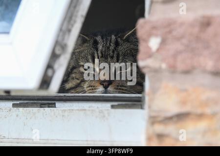 Tabby-Katze schaut aus einem Fenster in Cumbria, UK. Stockfoto
