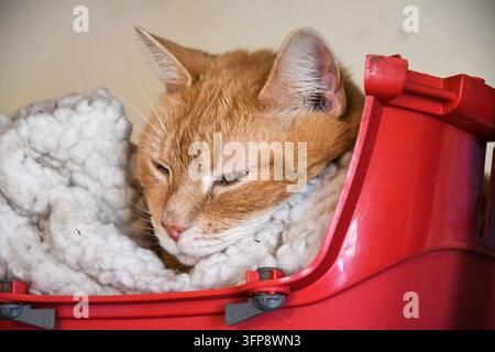 Eine orangefarbene getigerte Katze ruht in einem roten Behälter mit einem weißen Kissen in Cumbria. Stockfoto