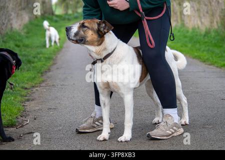 Mischling aus Akita und American Bulldog steht auf einem Weg in Cumbria an der Leine. Stockfoto