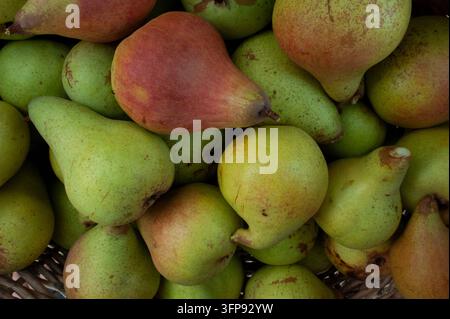 Frische reife Birnen, die nach der Ernte in einem Weidenkorb gesammelt wurden Stockfoto