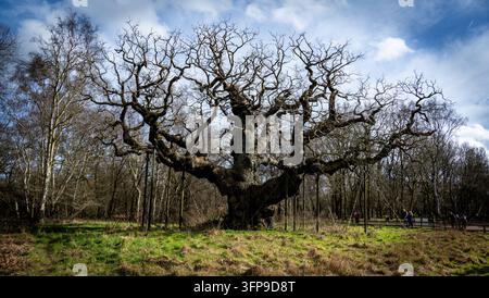 Die Major Oak, Sherwood Forest Stockfoto