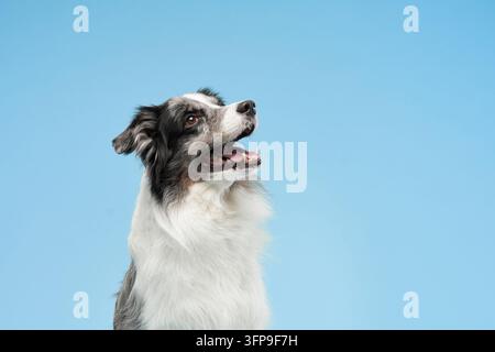 Zwei Border Collies sitzen dicht beieinander und tauschen einen Blick mit sanften Ausdrücken aus. Die Verbindung zwischen ihnen suggeriert Vertrauen und Wärme. Stockfoto