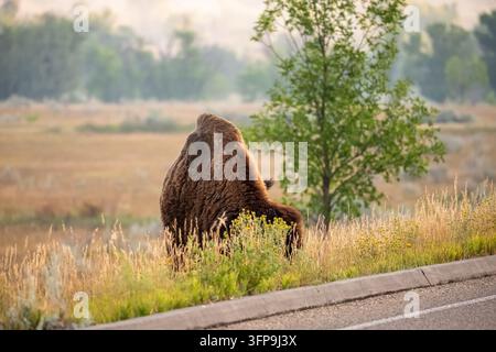 Amerikanischer Bison (Bison bison) in nebliger Morgenstimmung mit dem Rücken zur Kamera neben einer Straße, Pappelbaum und Wiese, Theodore Roosevelt Nationalpark Stockfoto