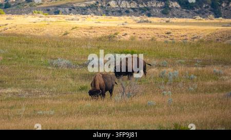 Zwei amerikanische Bison (Bison bison) grasen zur goldenen Stunde in einer Salbeiprärie mit Badlands-Buttes, Theodore Roosevelt Nationalpark, North Dakota. Stockfoto