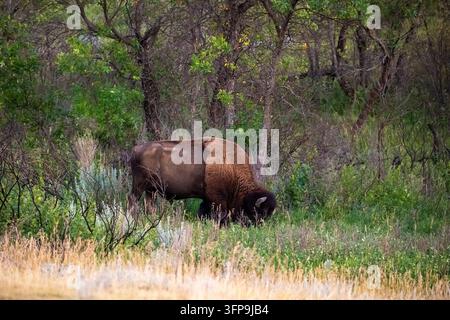 Amerikanischer Bison (Bison bison) grast mit gesenktem Kopf in dichtem Waldgestrüpp und Bäumen im Theodore-Roosevelt-Nationalpark, North Dakota. Stockfoto
