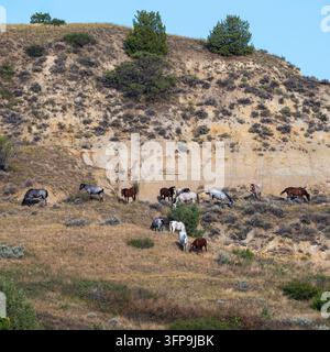 Quadratischer Ausschnitt einer Wildpferdeherde auf einer Badlands-Klippenwand mit geschichteten Gesteinsschichten, Theodore Roosevelt Nationalpark, North Dakota. Stockfoto