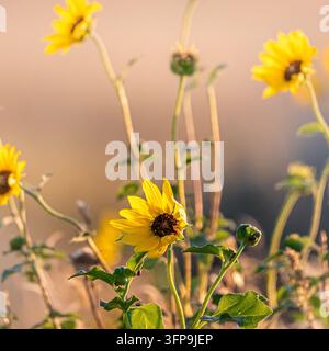 Quadratischer Ausschnitt, Nahaufnahme einer wilden gelben Prärie-Sonnenblume in Blüte im Theodore Roosevelt National Park Badlands, North Dakota. Stockfoto
