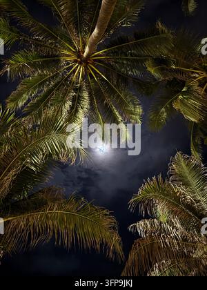 Vollmond scheint durch tropische Palmenblätter in der Nacht Stockfoto