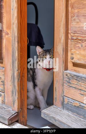 Porträt einer entzückenden Hauskatze mit schönen grünen Augen mit einem roten Kragen, der neugierig von einer offenen Holztür blickt. Charmante Hauskatze Stockfoto