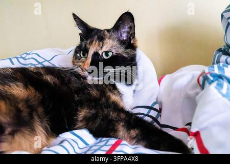 Calico-Katze ruht auf einem Bett mit gemusterten Laken in Leicestershire. Stockfoto