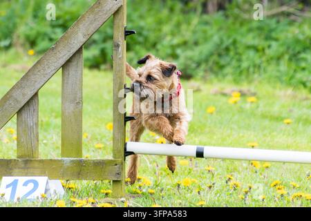Ein Border Terrier steht an einem bewölkten Tag auf Gras in Leicestershire. Stockfoto