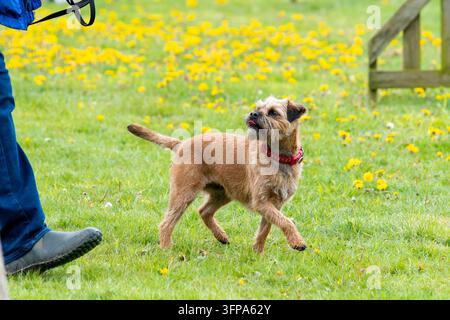 Ein Border Terrier steht aufmerksam auf Gras mit gelben Blumen in Leicestershire. Stockfoto